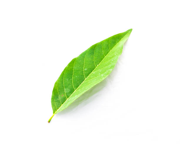 istock Close-up one fresh green custard apple leaf isolated on white 1163970693