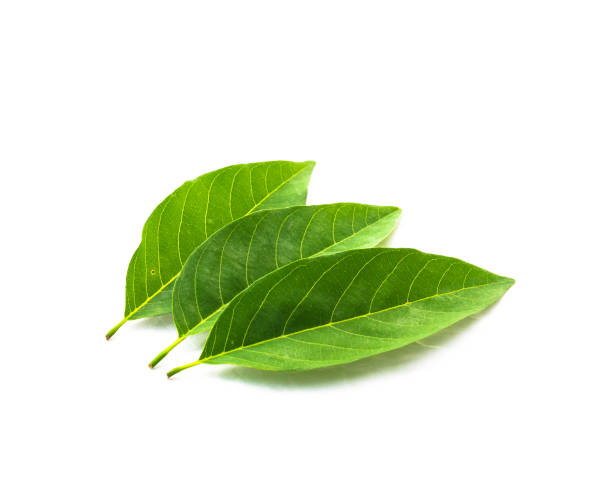 istock Studio shot three fresh green sugar-apple leaves isolated on white 1163970702