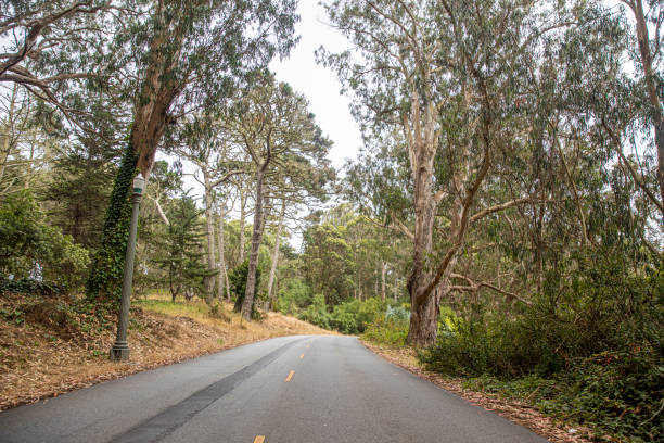 Nature at the Golden Gate Park in San Francisco, California