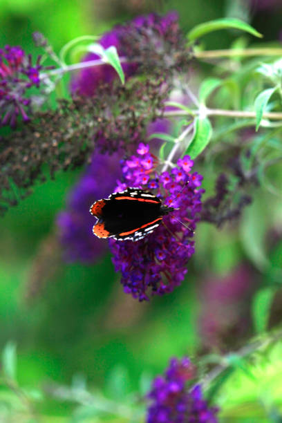 istock colorful butterfly sitting on plant 1163973142