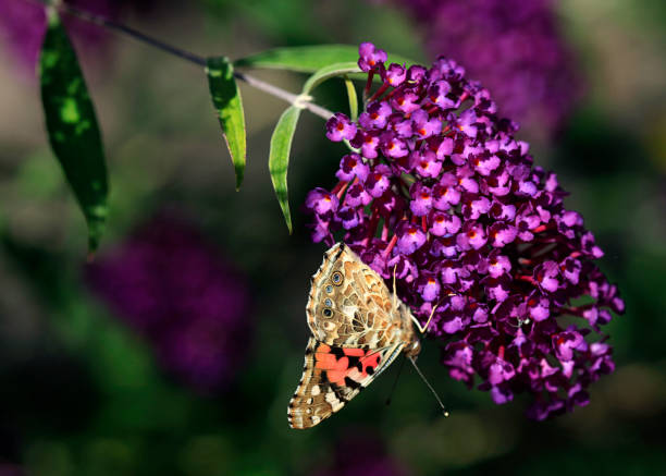 istock colorful butterfly sitting on plant 1163973144