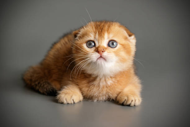 istock Scottish fold shorthair cat on colored backgrounds 1163973740
