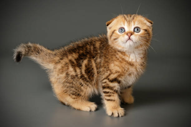 istock Scottish fold shorthair cat on colored backgrounds 1163973749