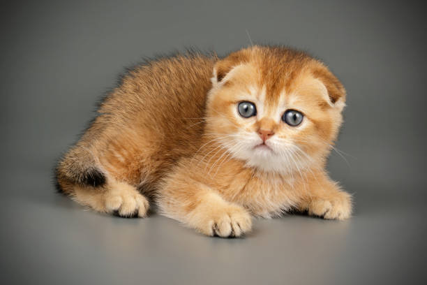 istock Scottish fold shorthair cat on colored backgrounds 1163973761