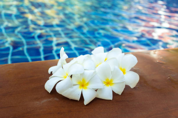istock Floating frangipani flowers in the pool 1163974326