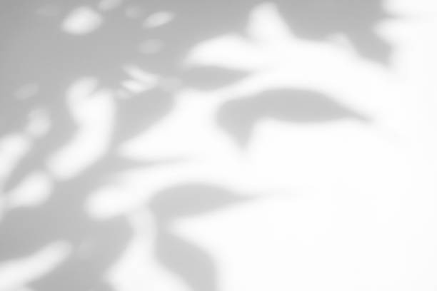 istock Gray shadow of the leaves on a white wall 1163974704