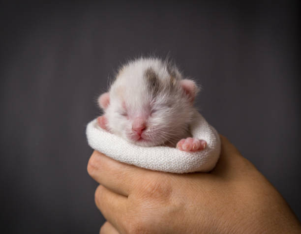 istock white newborn kitten in woman hands 1163974801