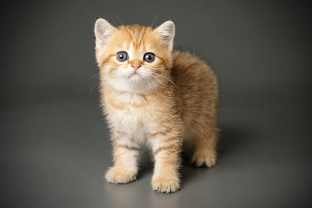 istock scottish straight shorthair cat 1163975049
