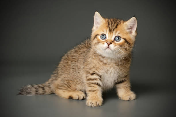 istock scottish straight shorthair cat 1163975107