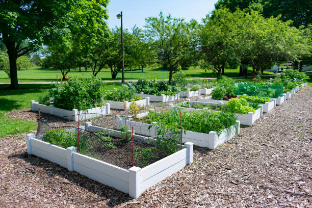 istock Planters at a Community Garden in a Park in Edgewater Chicago 1163976187