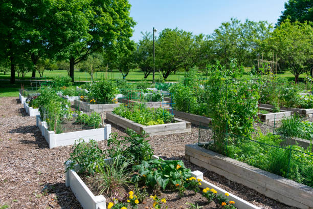 Planters at a Community Garden in a Park in Edgewater Chicago