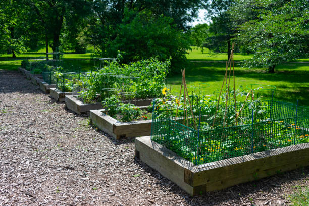 istock Planters at a Community Garden in a Park in Edgewater Chicago 1163976275