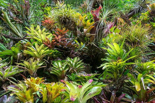 Garden of colorful bromeliad plants