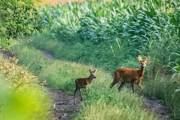 Photo of Female roe deer and her little fawn.