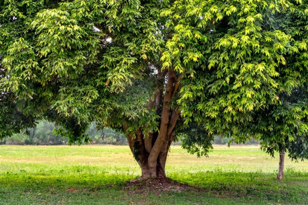 árvores grandes, folhas verdes no prado em um dia ensolarado agradável - tree shade large growth - fotografias e filmes do acervo