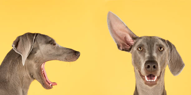 A Weimaraner dog yelling in the other one's ear up on a yellow background The dog on the left is yawning but it makes it look like its yelling because it is shot as a profile. The mouth is wide open and the tongue is slightly out.  The dog on the right is shot frontal with one ear straight up.  It's mouth is slightly open and we can see its teeth.  It looks like its listening to the other dog. two animals photos stock pictures, royalty-free photos & images