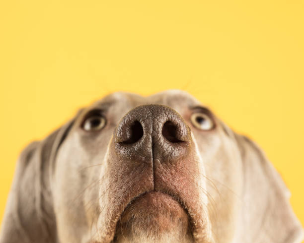 nahaufnahme eines weimaraner hundes mit der nase auf gelbem grund - schnauze stock-fotos und bilder
