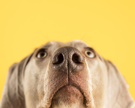 Primer plano de un perro Weimaraner con la nariz en un fondo amarillo photo