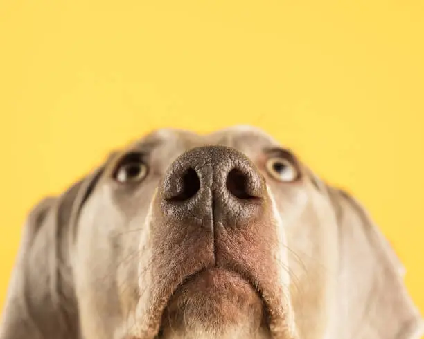 The tip of the nose is sharp and the rest of the face is blurry.  The dog is looking up as if concentrating on something above it.  It looks calm and obedient.