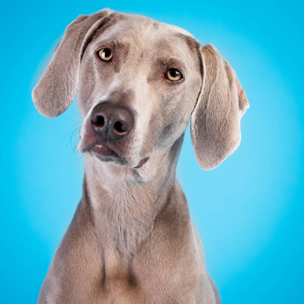 The light gray dog looking at the camera and seems to be listening to a command. Its seems to be understanding and has a clever look with its head slightly cocked to the side