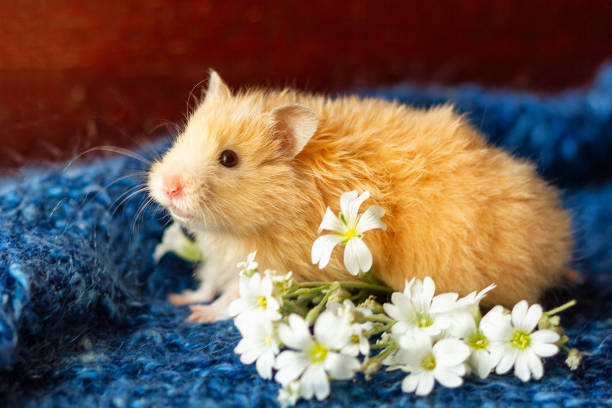 istock fluffy hamster with flowers on blue background 1163978831