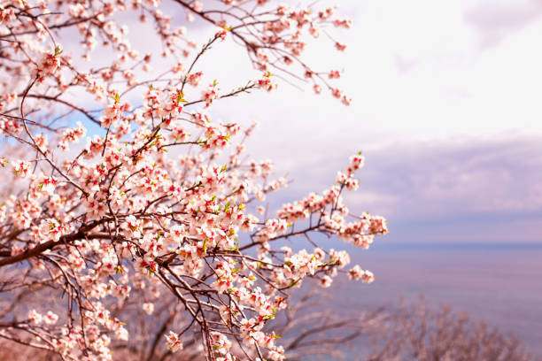 beautiful apricot blossom against the sky, toning