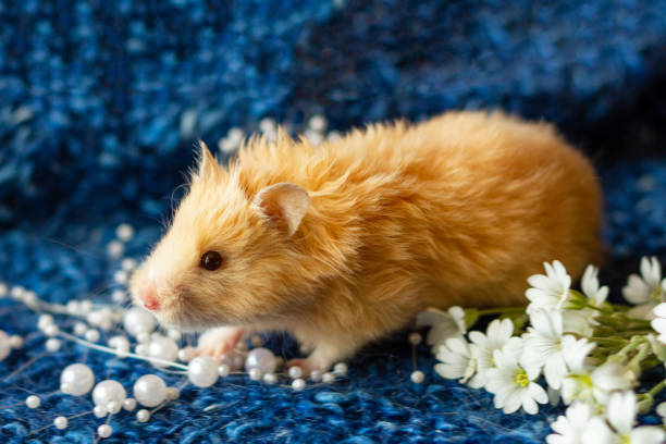 istock fluffy hamster with flowers on blue background 1163978875