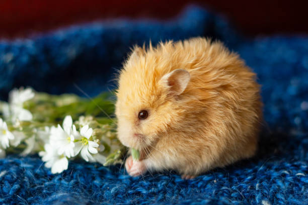 istock fluffy hamster with flowers on blue background 1163978897