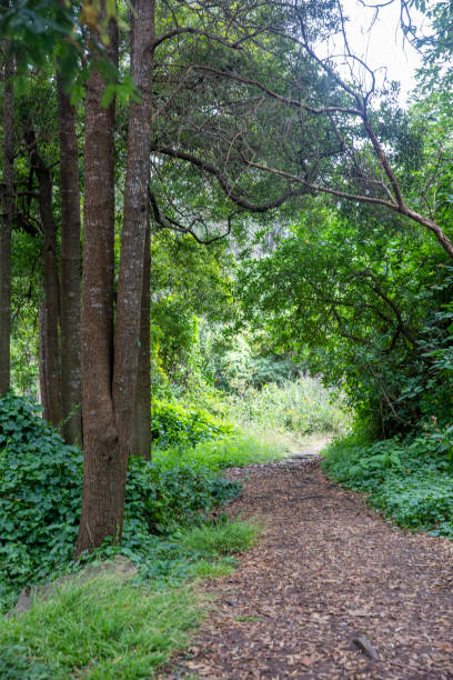istock Golden Gate Park San Francisco, California 1163979103