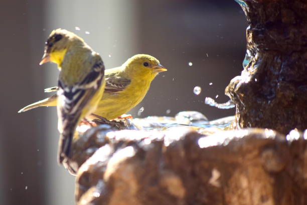 istock AZ Lesser Goldfinches 1163980808