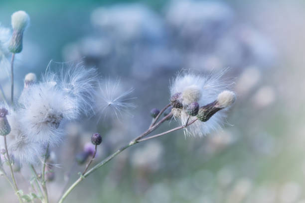 istock Thistle flower in summer. Plant background. 1163981664