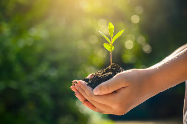 ambiente día de la tierra en manos de árboles que cultivan plántulas. bokeh verde fondo hembra mano sosteniendo árbol en el campo de la naturaleza hierba concepto de conservación del bosque - growth new life seedling child fotografías e imágenes de stock