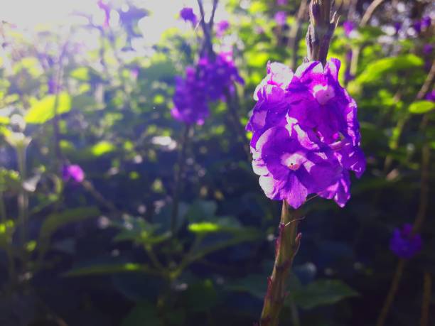 Purple flower, a plant with flower on a spike