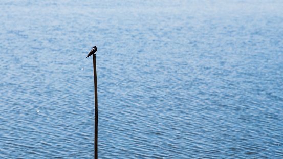 Little bird on stump in lake