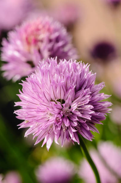 istock Garden chives (Allium schoenoprasum) in flower 1163985469