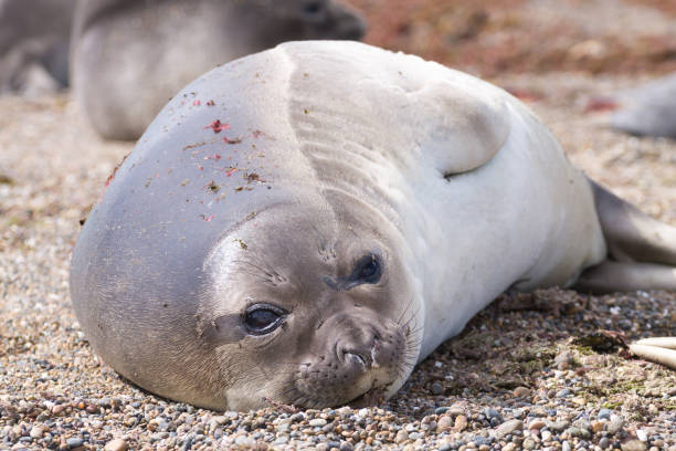 istock Elephant seal on beach close up, Patagonia, Argentina 1163985497