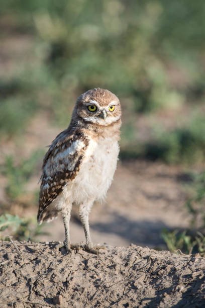 istock Young burrowing owl standing lookout on burrow in meadow 1163986353