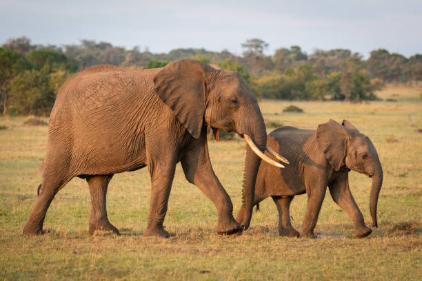 istock African bush elephant and calf cross grassland 1163986386