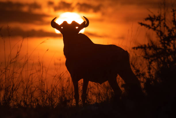 istock Blue wildebeest standing in silhouette against sunset 1163986416