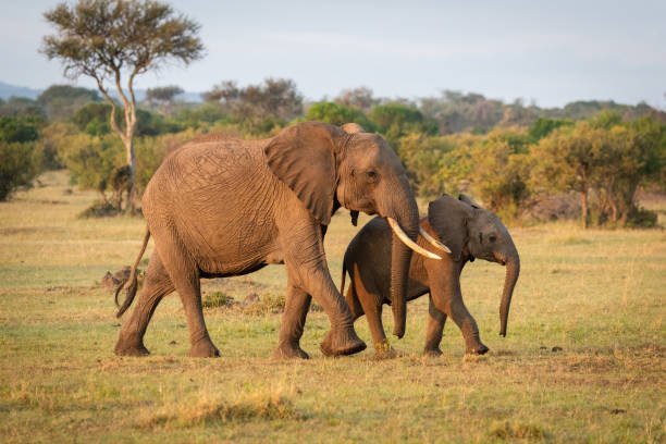 istock African bush elephant crosses savannah with calf 1163986417