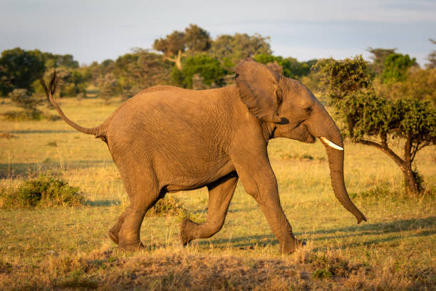istock African bush elephant runs through sunlit savannah 1163986459