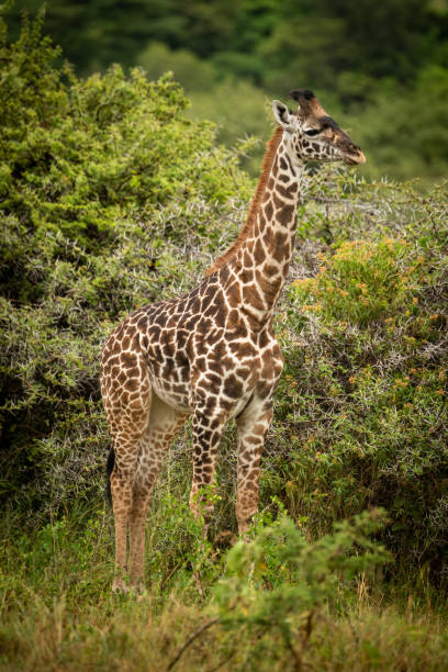 la giraffa baby masai si trova vicino agli alberi di spine - masai giraffe foto e immagini stock