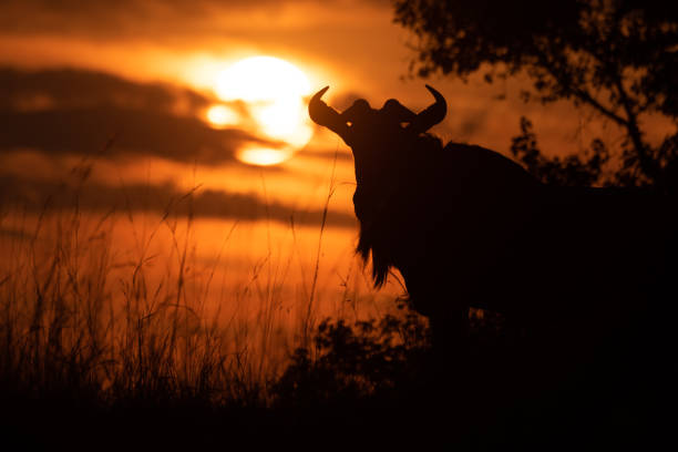 istock Blue wildebeest silhouetted by bush at sunset 1163986556