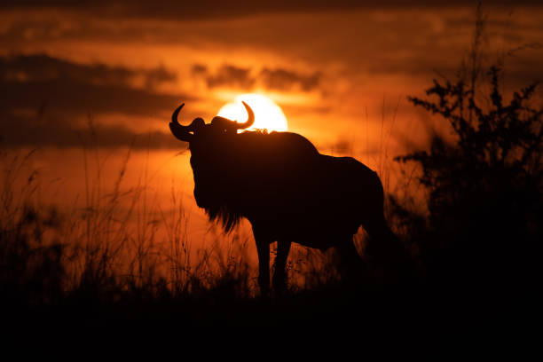 istock Blue wildebeest stands silhouetted against sunset sky 1163986586