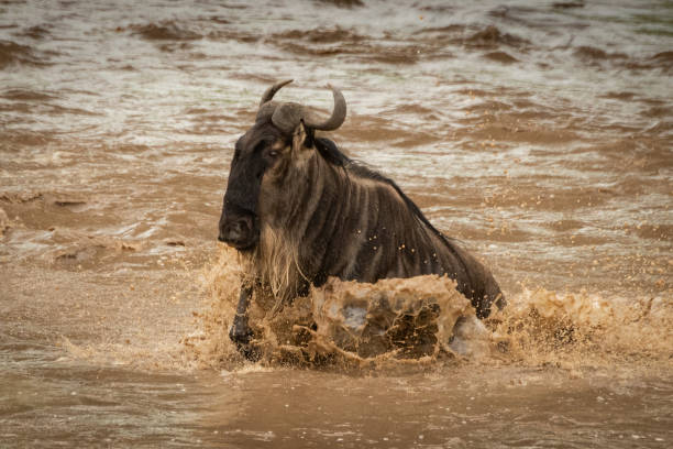 istock Blue wildebeest struggles across river in spray 1163986605