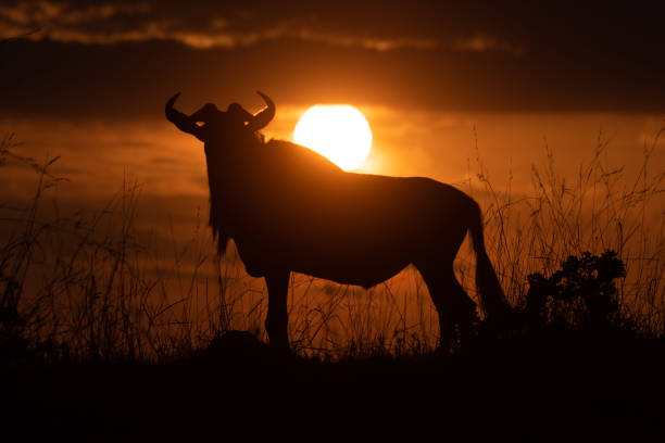 istock Blue wildebeest stands in silhouette at sunset 1163986633