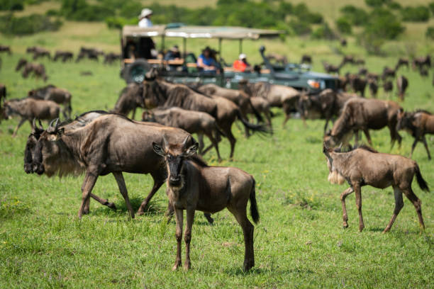 istock Blue wildebeest stands watching camera near truck 1163986649