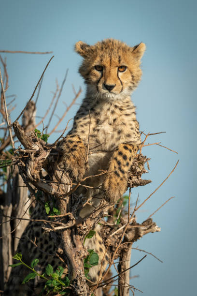 istock Cheetah cub lies in bush facing camera 1163986727