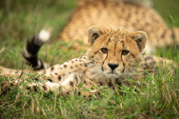 istock Cheetah cub lies in grass eyeing camera 1163987275