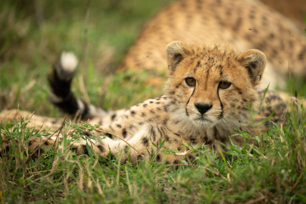istock Cheetah cub lies in grass with catchlight 1163987347